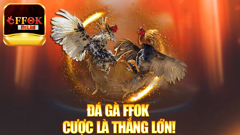 Đá Gà FFok – Gà đá cực sung, cược là thắng lớn!